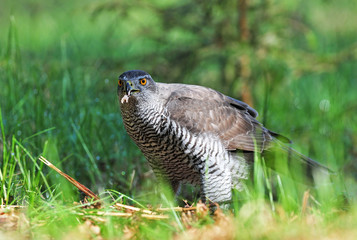 Northern goshawk