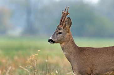 Close up photo of roe deer © Soru Epotok
