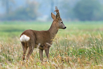 Roe deer