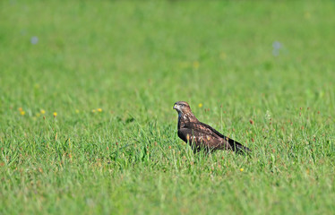 Common buzzard
