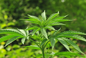 Cannabis plant
