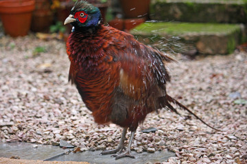 pheasant shaking off water