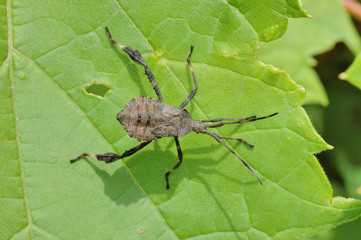 Leaf-Footed Bug Nymph - Acanthocephala terminalis