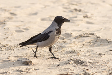crow walking down the beach sand