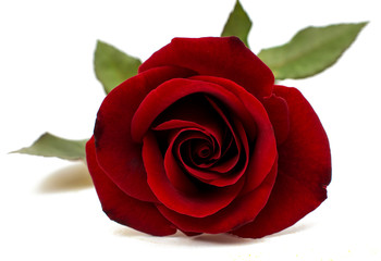 red rose