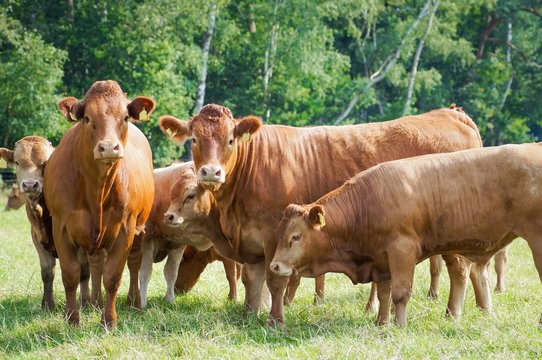 Mutterkuhhaltung, Limousin-Rindvieh schaut mi&szlig;trauisch