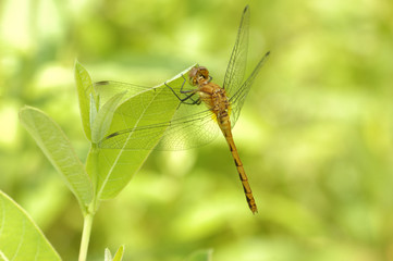 Female Yellow-legged Meadowhawk