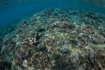 Fototapeta na wymiar Robust Coral Reef