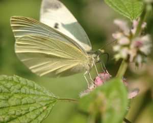 Cabbage White