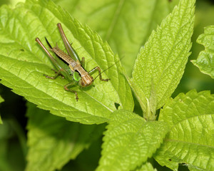 Grasshopper