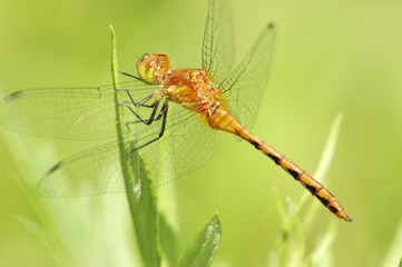 Female Yellow-legged Meadowhawk