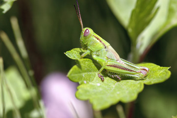 Grasshopper