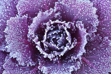 Ornamental decorative cabbage covered with a morning frost