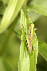 Grasshopper