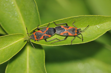 Milkweed Beetles