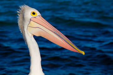 Pelican