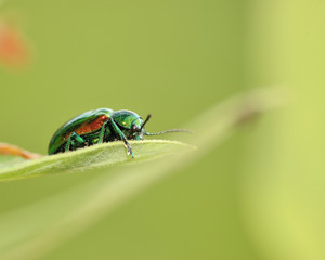 Beetle