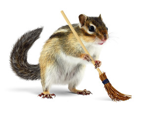 Obraz premium Funny chipmunk holding broom
