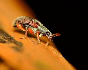 Weevil