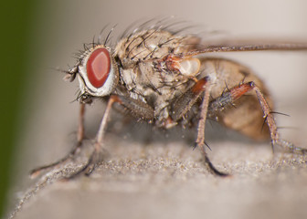 A Fly