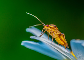 Soldier Beetle