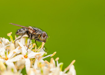 Fly On a Flower