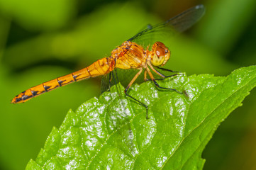 Meadowhawk Dragonfly