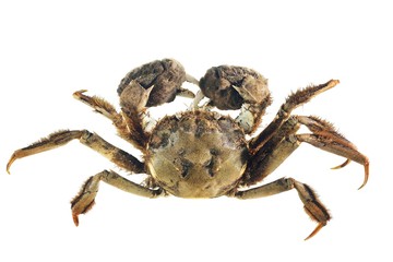 Chinese mitten crab Eriocheir sinensis isolated on white - obrazy, fototapety, plakaty