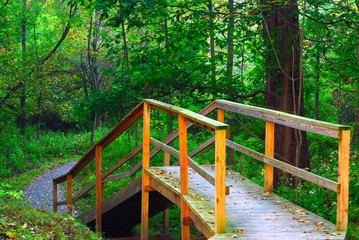 Fototapeta premium Nature Trail