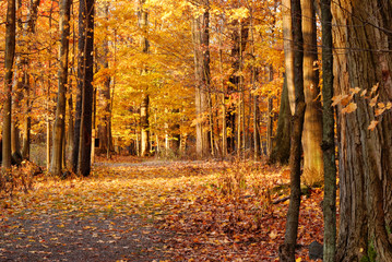 Fototapeta na wymiar Autumn Nature Trail