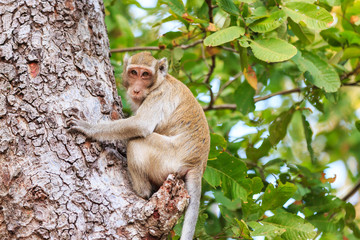 Monkey (Crab-eating macaque) on tree in Thailand