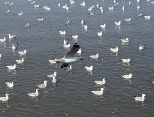 Seagull flying at Bang Pu beach