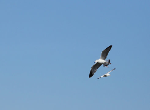 Seagull flying under the sky at Bang Pu beach