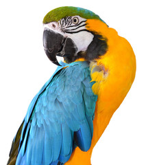 Blue and Gold Macaws