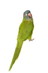 Blue Crown Conure isolated on white