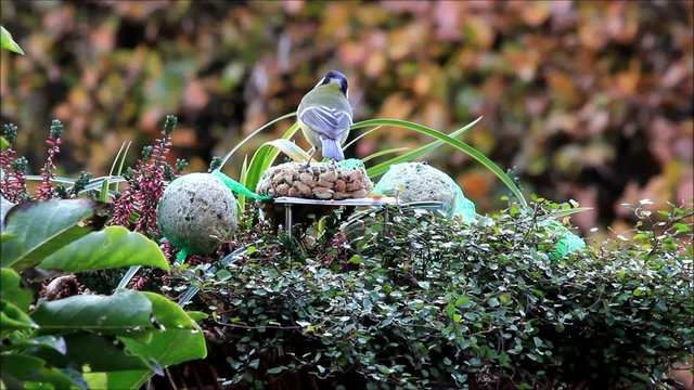 Kohlmeise pickt Vogelfutter in einem Blumenkorb 