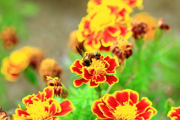 Bee sucking nectar from flowers.