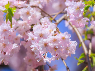 Cherry blossoms