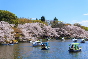 Fototapeta premium Cherry blossoms at the Inokashira Park in Tokyo