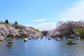 Schilderijen op glas Cherry blossoms at the Inokashira Park in Tokyo © Scirocco340
