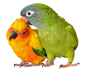 Wandcirkels aluminium papegaaien papegaaien © bijoustarr