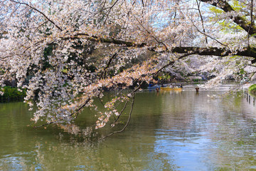 Obraz na płótnie Canvas Cherry blossoms at the Inokashira Park in Tokyo