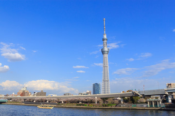 Obraz premium Tokyo Sky Tree and Sumida river in Tokyo