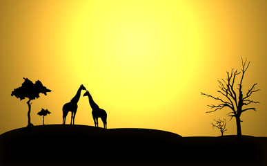Fototapeta na wymiar Afrika Giraffen