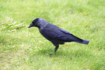 Western jackdaw.