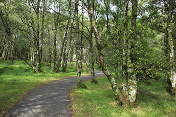 Beautiful footpath in Wicklow