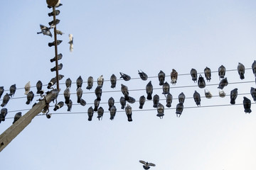 pigeons sit on wires © AVD