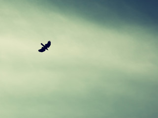 A bird spreading its wings and fly to heaven sky. retro filtered