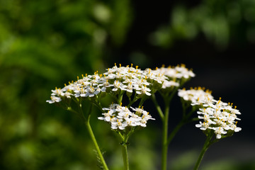 Achollea alpina var longiligulata, Yarrow White