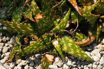 Aloe somaliensis,  XANTHORRHOEACEAE, South Africa